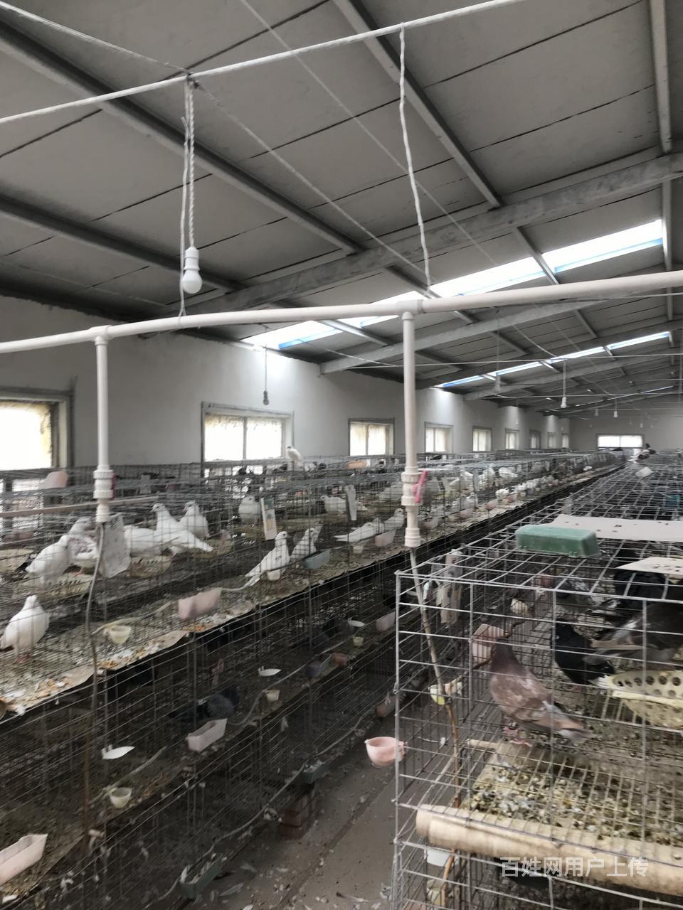 辽宁省本溪市溪湖区肉鸽种鸽养鸽场