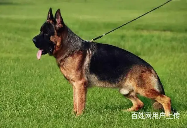 德牧 锤系德牧黑神，大头德牧。纯种健康 - 图片 5