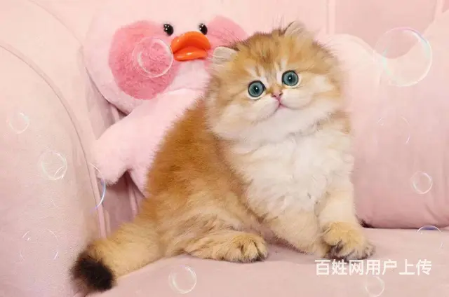 常州专门繁殖金渐层猫舍█金渐层猫舍地址电话 - 图片 12