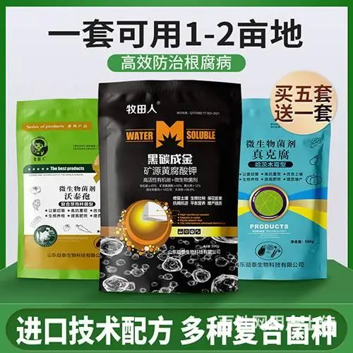 大姜姜瘟病如何预防 - 图片 1