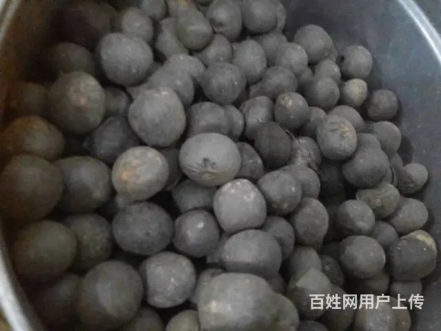广西茶籽，六堡茶叶种籽，云南茶种，大叶茶种籽 - 图片 6