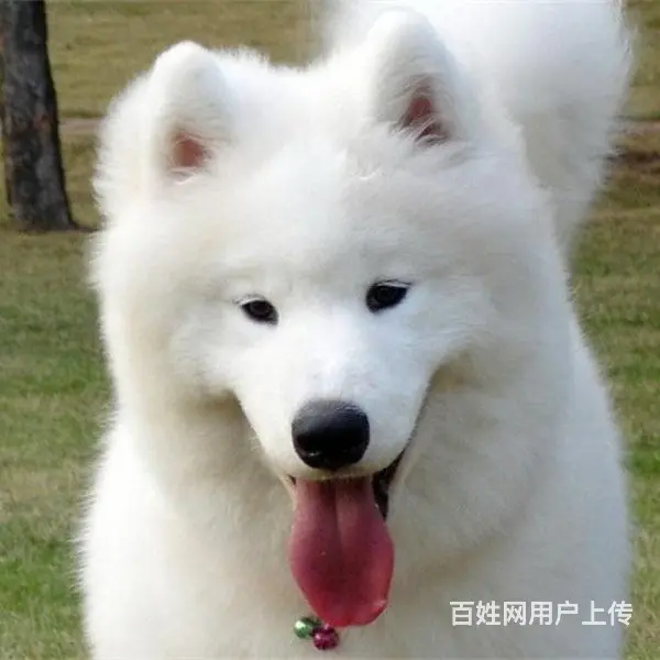 吕梁【十年老店】常年繁殖优质血统银狐幼犬 - 图片 4