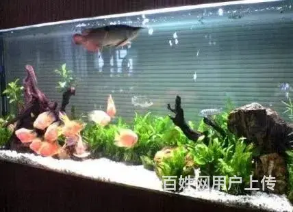 全昆明免费上门鱼缸清洗 鱼缸造景 鱼缸维修 - 图片 7