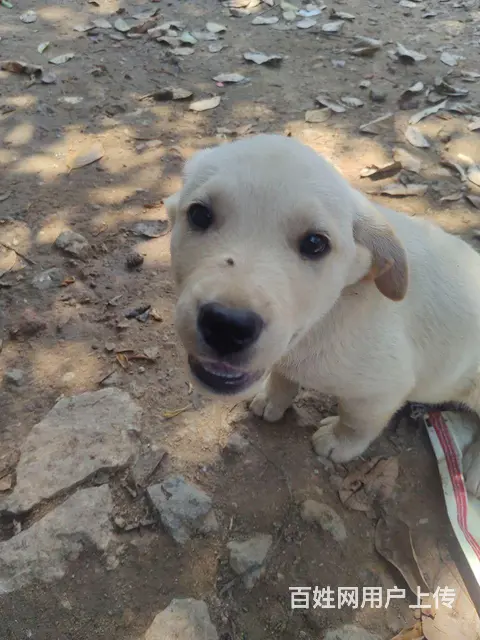 个人拉布拉多犬狗肉价 - 图片 8