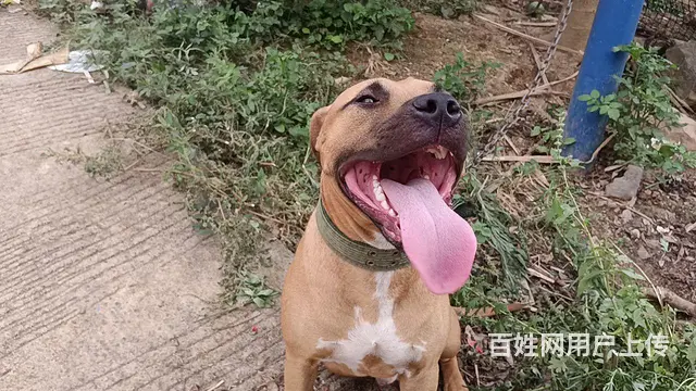 出售比特犬 - 图片 2