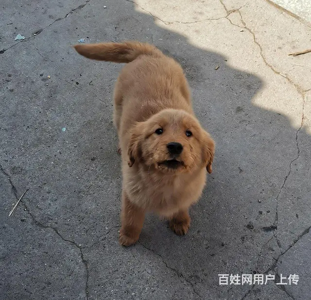 自己家狗下的纯金毛 - 图片 11