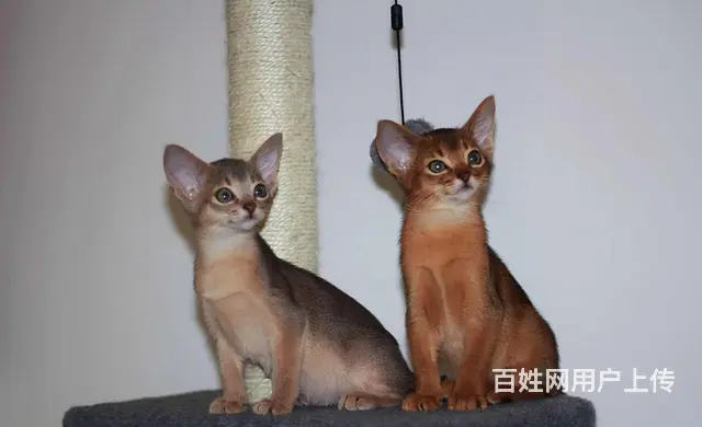 哪里有红阿比猫卖的 双血统阿比西尼亚猫多少钱 - 图片 4