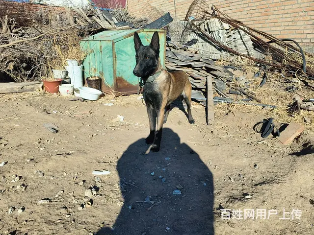 马犬 - 图片 4