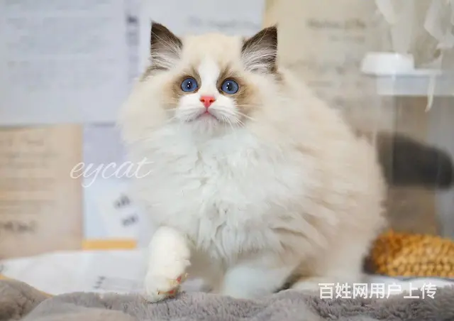 哪里有卖海双布偶猫的 布偶猫掉毛吗 温顺黏人哦 - 图片 3