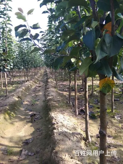 大量占地桃苗，苹果苗，梨苗。杏苗，核桃苗 - 图片 4