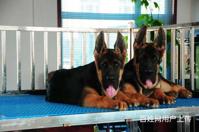 纯种德国牧羊犬,品相优,高品质、纯种德牧犬舍 - 图片 5