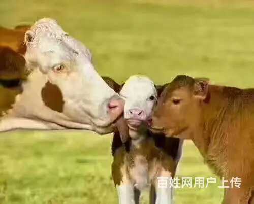 呼伦贝尔满洲里旅游包车师傅排名好司机推荐常师傅靠谱 - 图片 2