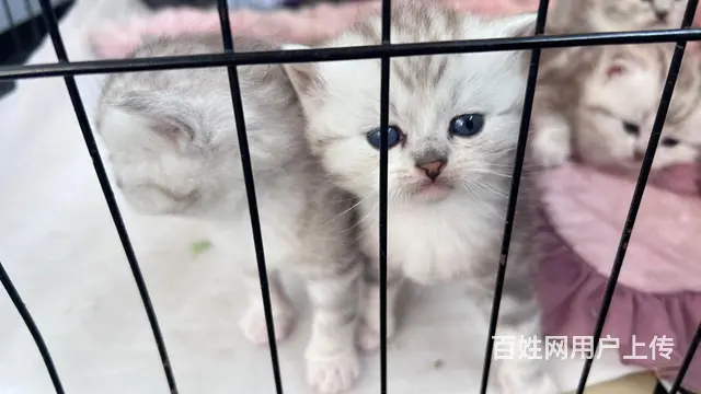 超级漂亮的银渐层和布偶猫的小崽崽，柔软、细腻、温顺 - 图片 7