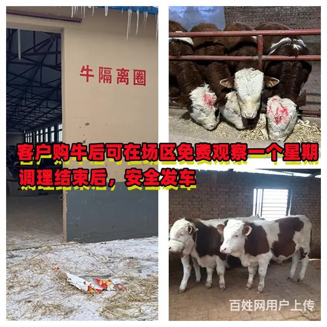 400斤 西门塔尔基础母牛 要多少钱一头 - 图片 1