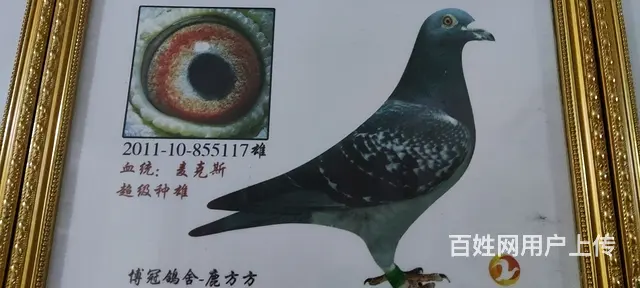 出售信鸽，肉鸽需要的联系 - 图片 3