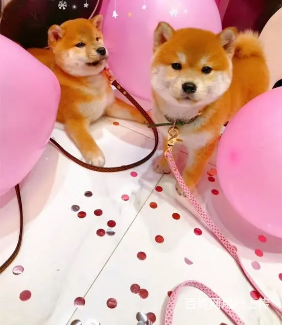 纯种健康的双血统柴犬 赛级柴犬 - 图片 9