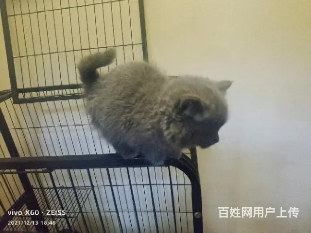 自家繁殖纯种大包子脸英短蓝猫 - 图片 2