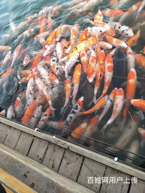 英语家教 - 图片