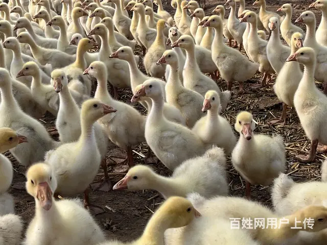 出售 鸡 鸭 鹅苗 - 图片 4