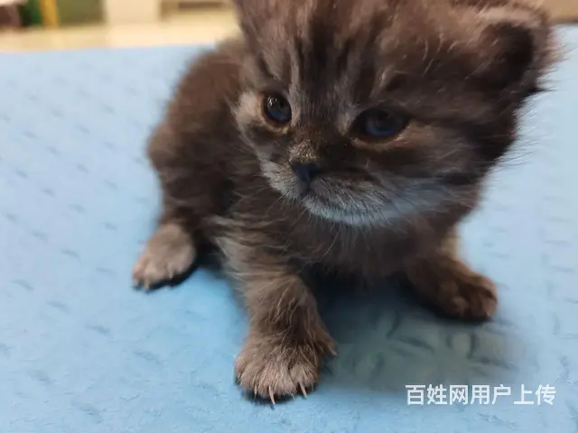 永州自家繁育美短小猫崽身体健康提前预约 - 图片 4