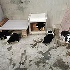 出双血统边牧宝宝