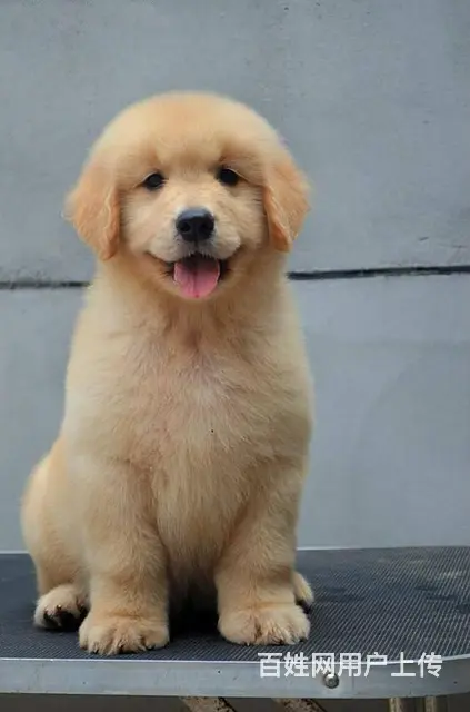 枫叶直系大头金毛幼犬 绝对是顶级货色 - 图片 2