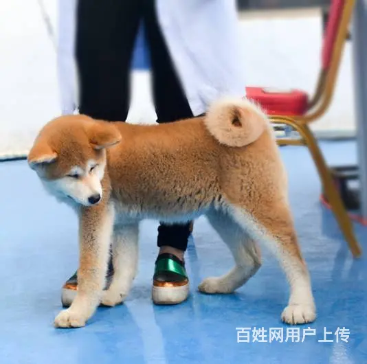 直销日系秋田犬 毛色佳品相好血统纯正 - 图片 2