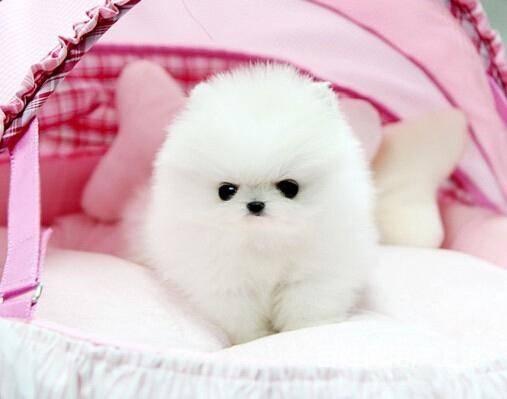 赛级博美犬 纯种博美犬价格 茶杯犬博美犬 专业繁殖的图片