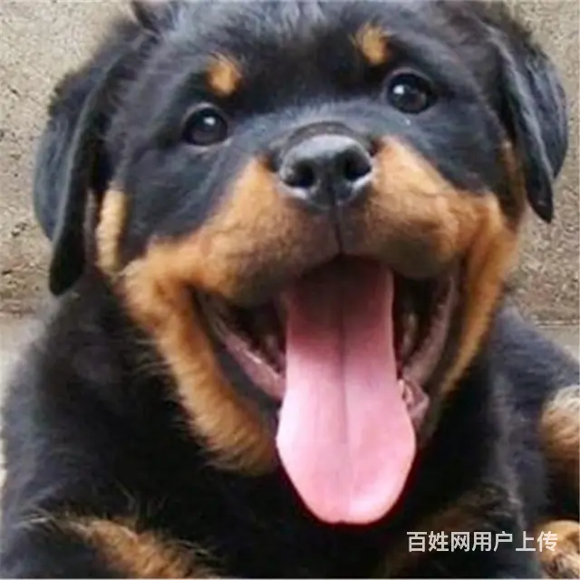 金昌【*推荐】罗威纳犬舍‖罗威纳养殖场 - 图片 7