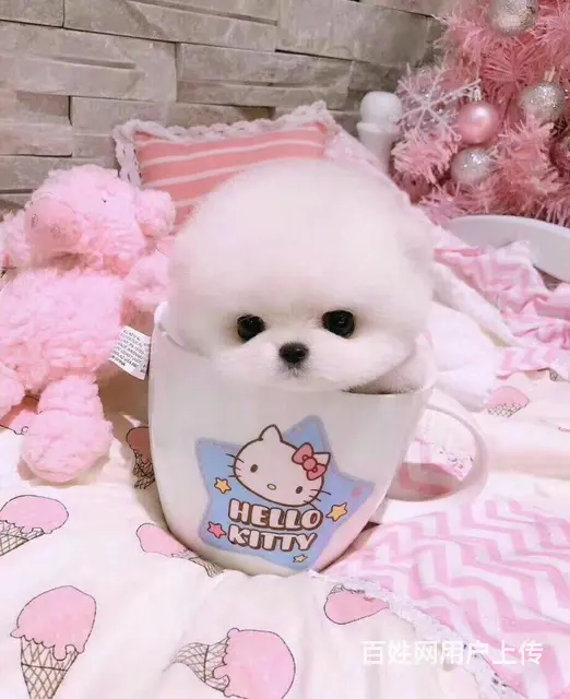 沈阳超级萌球形博美犬 自家繁殖 疫苗齐全 健康保障 - 图片 5