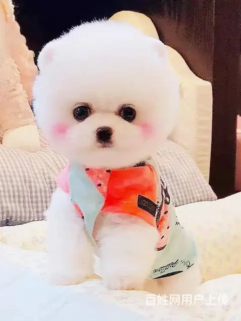 沈阳犬舍出售精品白色哈多利博美 俊介博美犬 - 图片 1