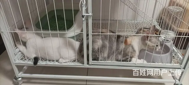 快来领养宠物猫咪 - 图片 3