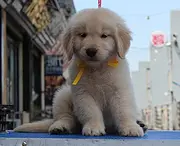齐齐哈尔如何挑选纯种金毛犬，金毛犬靠谱商家