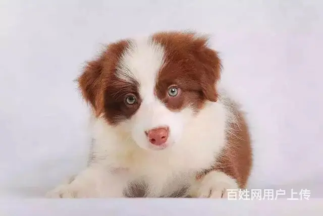 辽阳上哪可以看到边牧犬舍，边牧犬舍地址位置 - 图片 4