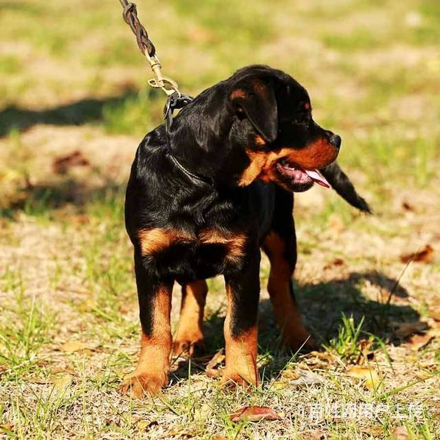 北京羅威納犬舍在哪 羅威納兇嗎 羅威納可以看家護院