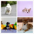 安康犬舍地址如何买到纯种狗