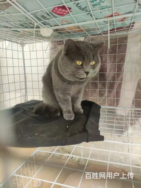 英短蓝猫 - 图片 2