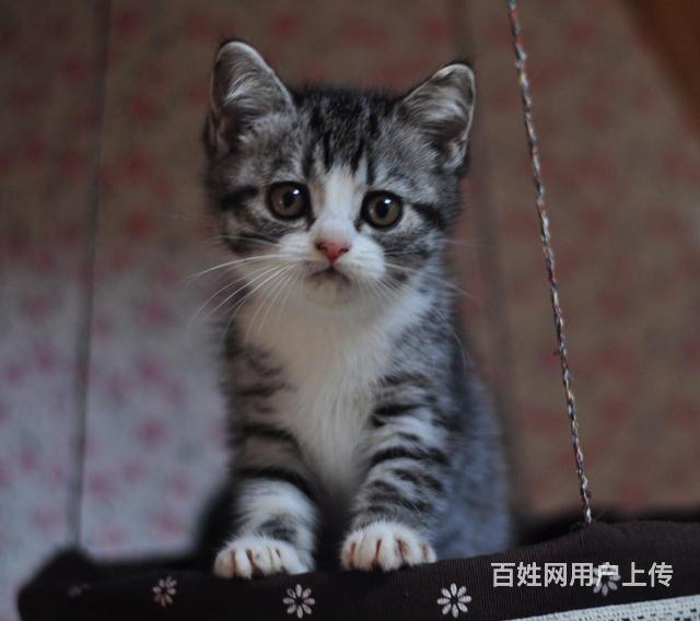 阿勒泰美短基地◆卖美短的地方的图片