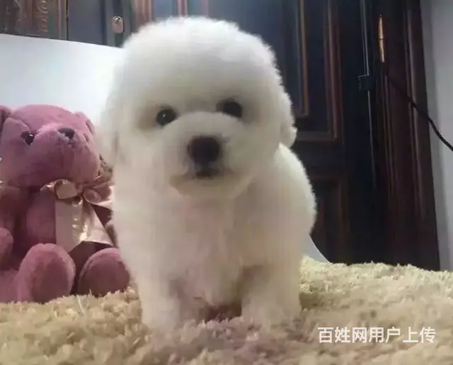辽阳血统比熊哪里有卖，血统比熊一般多少钱 - 图片 5