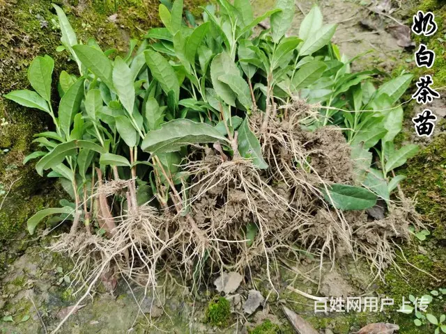 茶苗起拔 奶白茶苗 自产自销 品质保证 - 图片 1