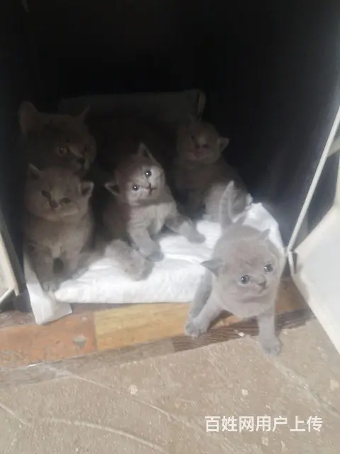 猫咪还没满月可以预定 - 图片 3