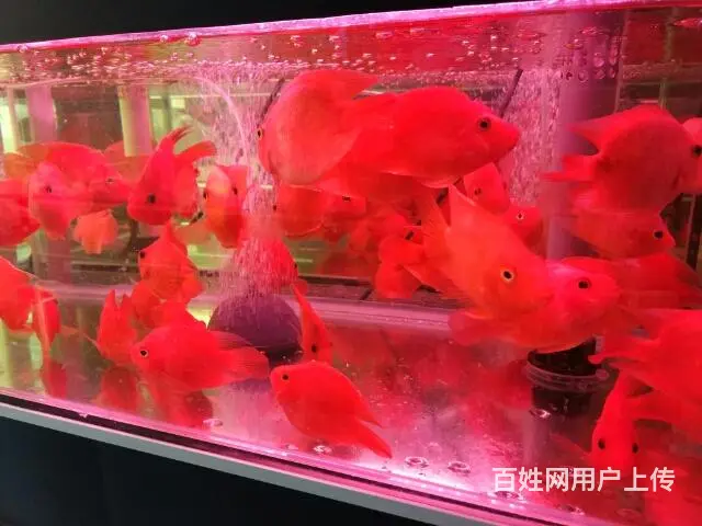 鱼缸观赏鱼送货到家 - 图片 12