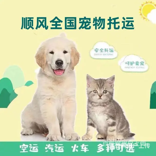 2022常州市到全国）宠物托运（猫狗）邮寄快递（宠物活体运输 - 图片 7