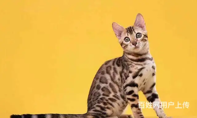 哪里有卖孟加拉豹猫的 无病无癣 包纯种健康 - 图片 1