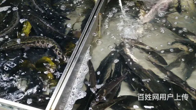 潞城中心菜场鱼摊转让 - 图片 1