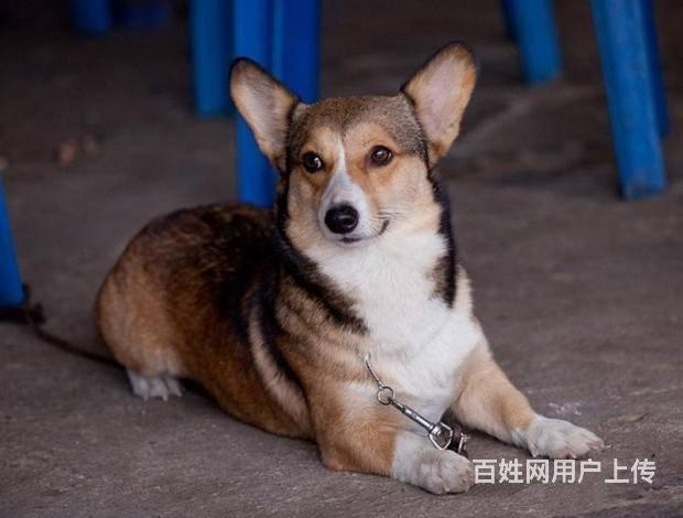 專業繁殖柯基犬保健康保純種出售籤協議