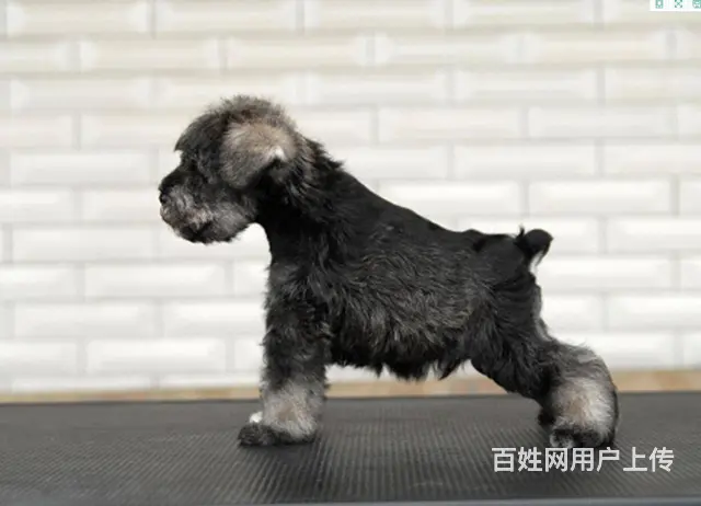 纯种雪纳瑞幼犬小狗 可爱椒盐雪纳瑞 身体健康找新家 - 图片 9