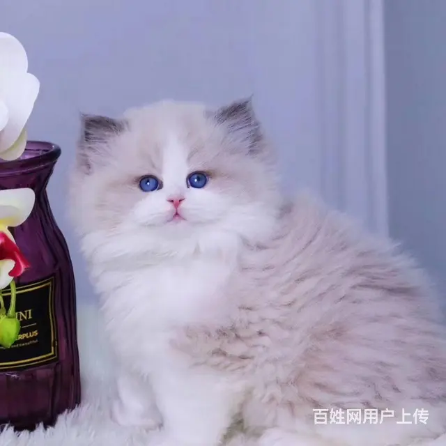 内蒙古呼伦贝尔猫舍直销布偶猫特价处理 - 图片 9