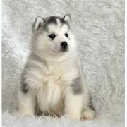 纯种哈士奇幼犬、保证纯种健康 、终身质保、饲养指导
