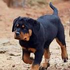 【货到付款犬舍】潮州斗牛犬多少钱 英斗法斗犬好养吗图